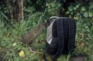 <p style="text-align:center">neugierige Weka (flugunfähiger Vogel), Queen Charlotte Walkway<br><br>Foto: Ruttke/Borkowski</p>