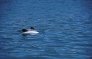<p style="text-align:center">Akaroa, Hektor-Delfine<br><br>Foto: Ruttke/Borkowski</p>