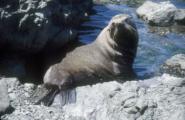 <p style="text-align:center">Pelzrobbe, Kaikoura<br><br>Foto: Ruttke/Borkowski</p>
