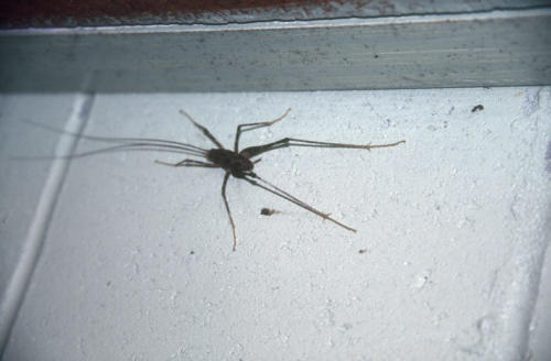 <p style="text-align:center">Weta<br><br>Foto: Ruttke/Borkowski</p>