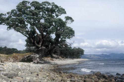 <p style="text-align:center">Coromandel Peninsula, Westküste bei Pohutukawa<br><br>Foto: Ruttke/Borkowski</p>