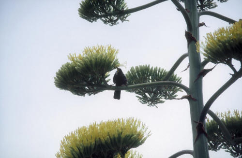 <p style="text-align:center">Tui<br><br>Foto: Ruttke/Borkowski</p>