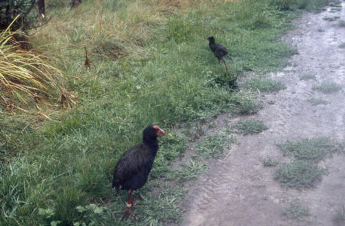 <p style="text-align:center">Takahe (fast ausgestorbener flugunfähiger Vogel) auf Tiritiri Matangi<br><br>Foto: Ruttke/Borkowski</p>