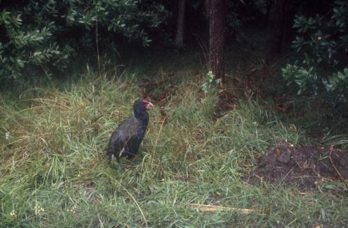 <p style="text-align:center">Takahe (fast ausgestorbener flugunfähiger Vogel) auf Tiritiri Matangi<br><br>Foto: Ruttke/Borkowski</p>