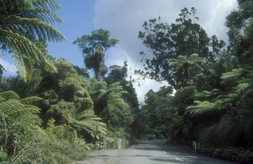 <p style="text-align:center">Waipoua Forest, Urwald<br><br>Foto: Ruttke/Borkowski</p>