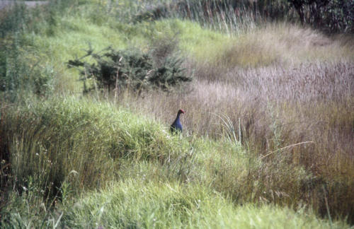 <p style="text-align:center">Pukeko<br><br>Foto: Ruttke/Borkowski</p>